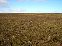 Stone setting on Almsworthy Common © Exmoor National Park Authority Stone setting on Almsworthy Common © Exmoor National Park Authority